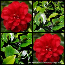 Camellia Little Red Riding Hood x 1 Plants Double Peony Flowering Cottage Garden Shrubs Shade Double Crimson Flowers japonica 